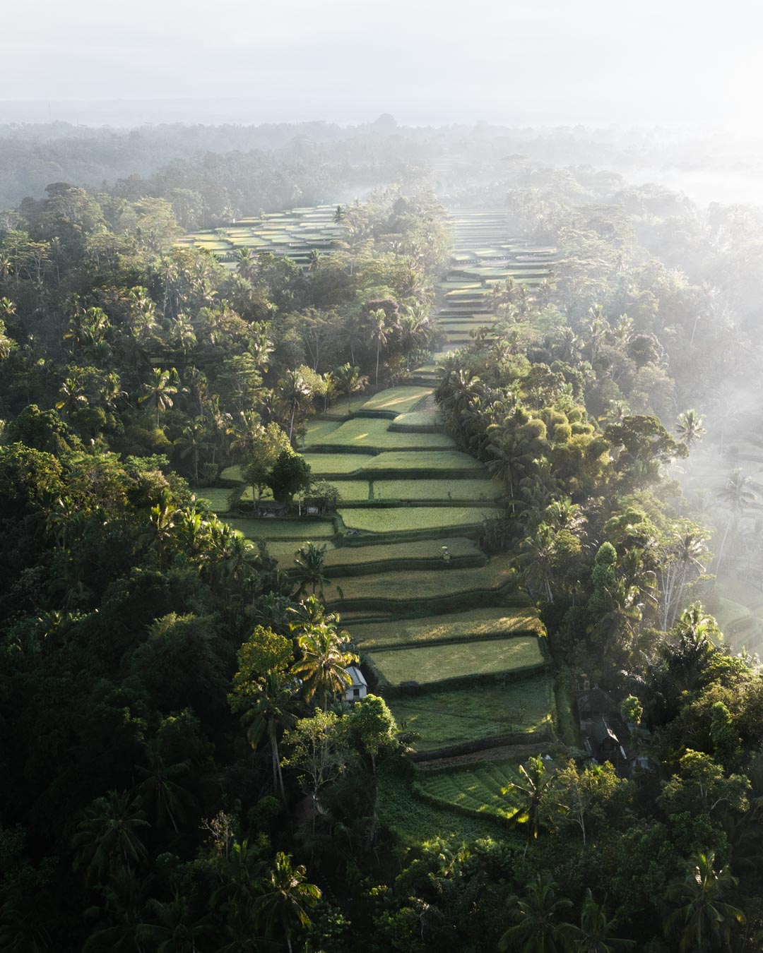 Tegallalang Rice Terraces 2021 | Photography Guide